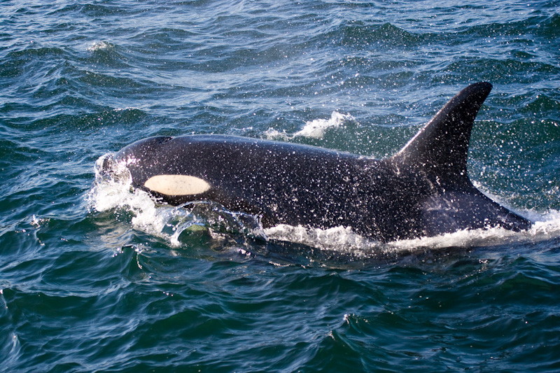 Orcas